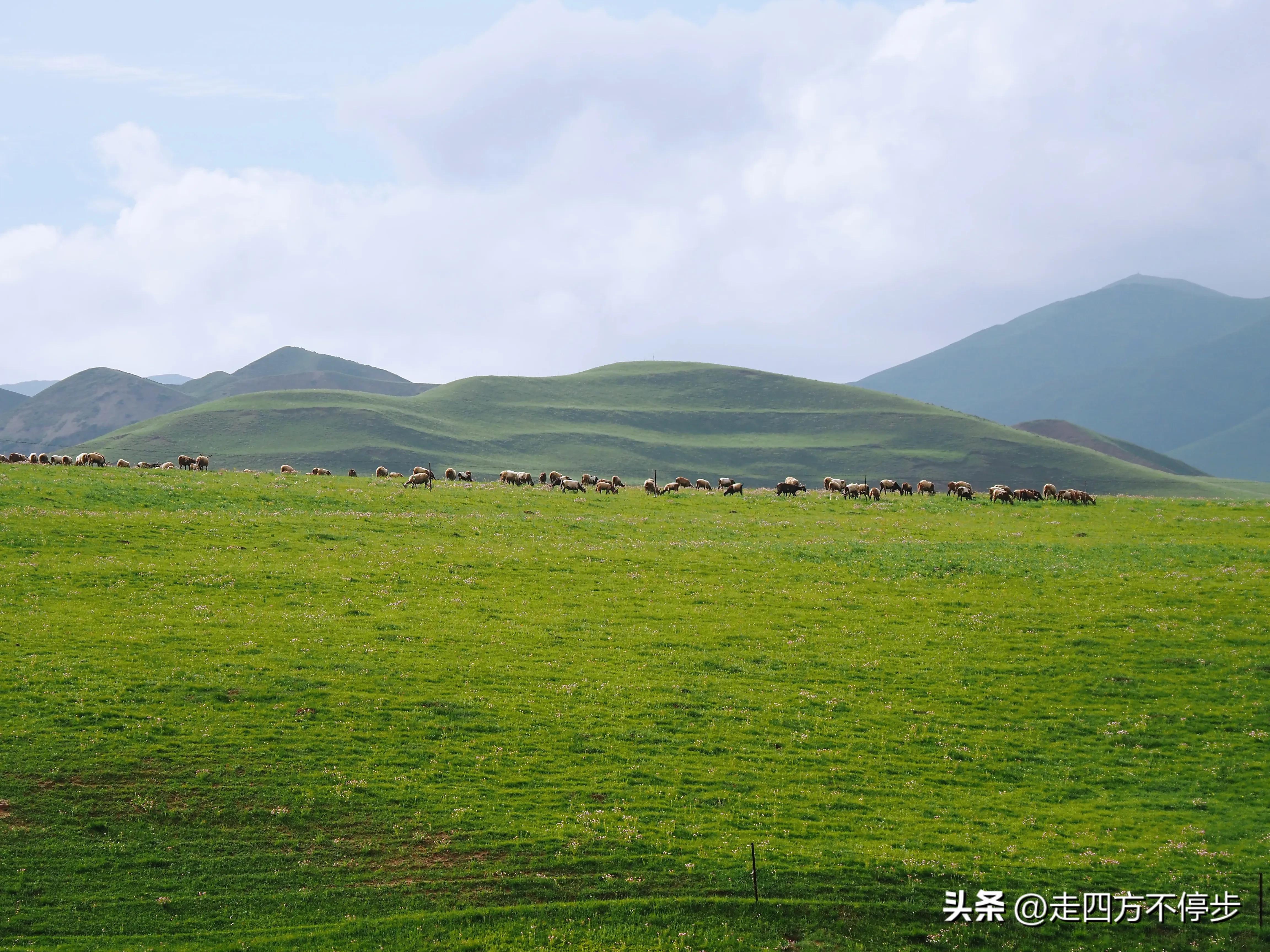 甘南自驾游桑科草原下一站,甘南桑科草原高清精美视频
