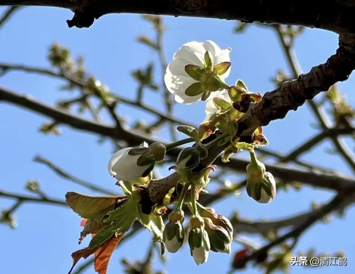 樱桃好吃树难栽完整故事,樱桃好吃树难栽家常版完整版
