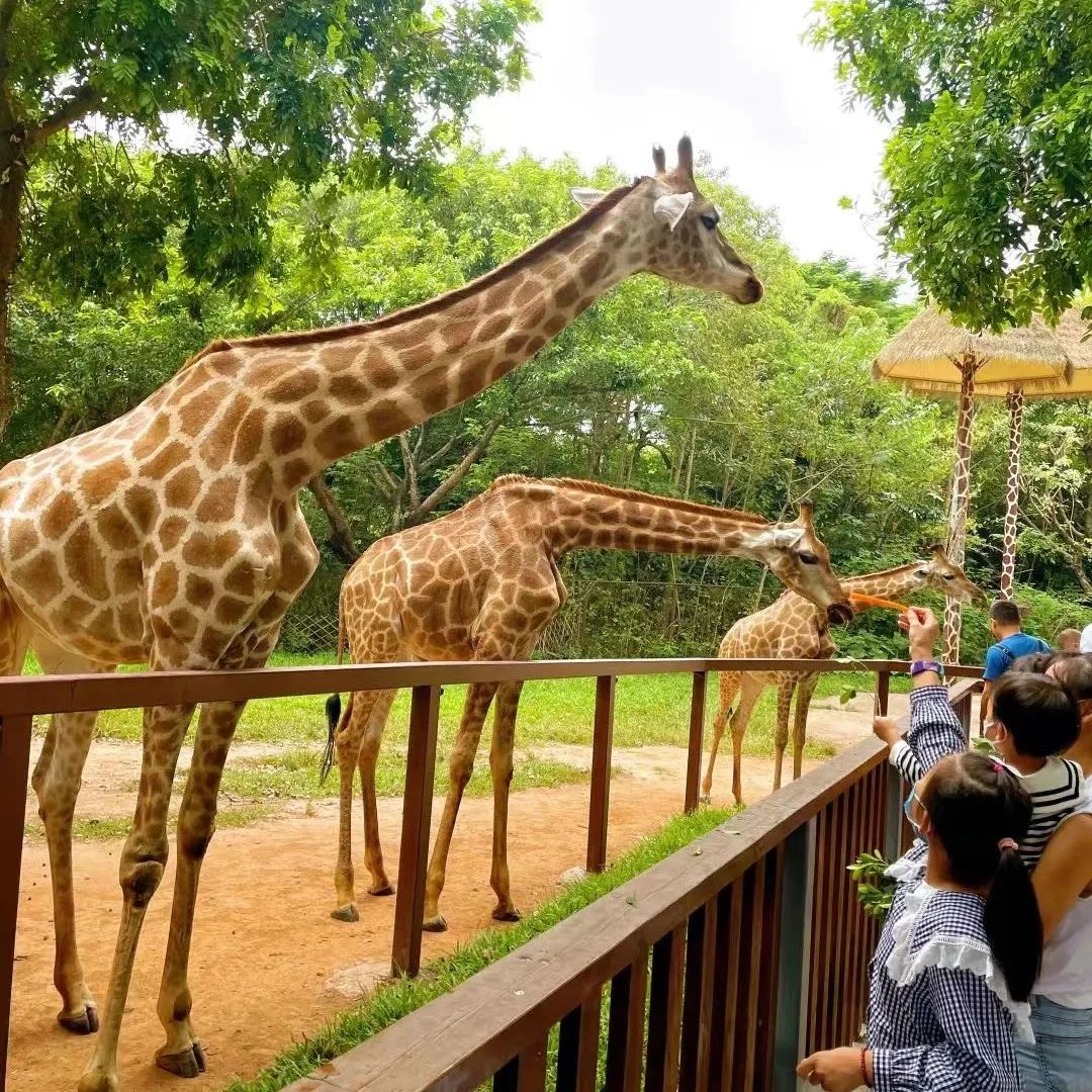 深圳地铁16号线游玩攻略路线,深圳地铁五号线沿线游玩地方
