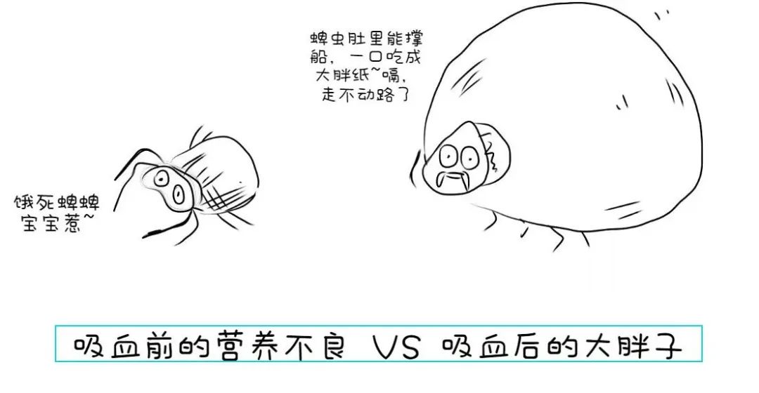 五种必须远离的巨型毒虫,医生提醒近期警惕这3种传染病