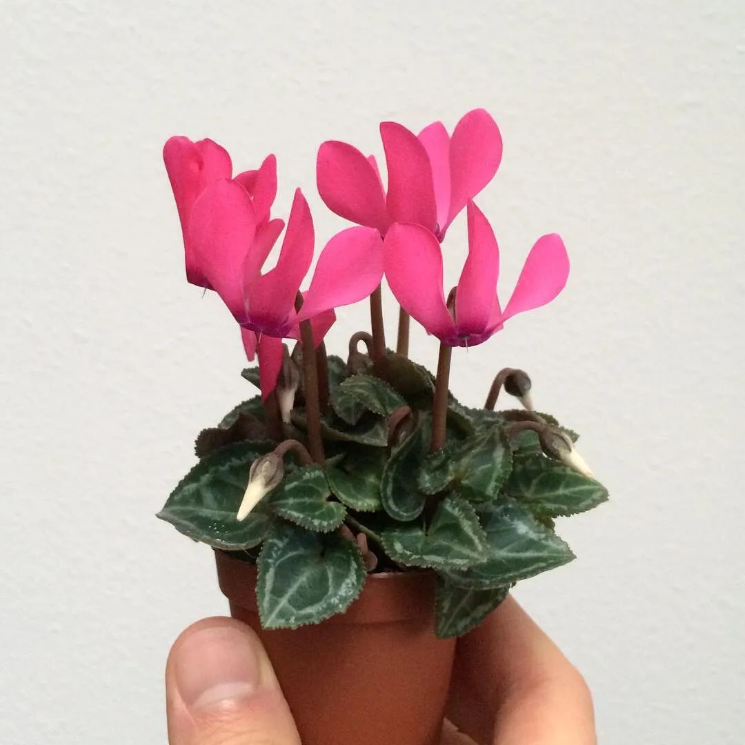 养仙客来花的教程,养仙客来需要的温度