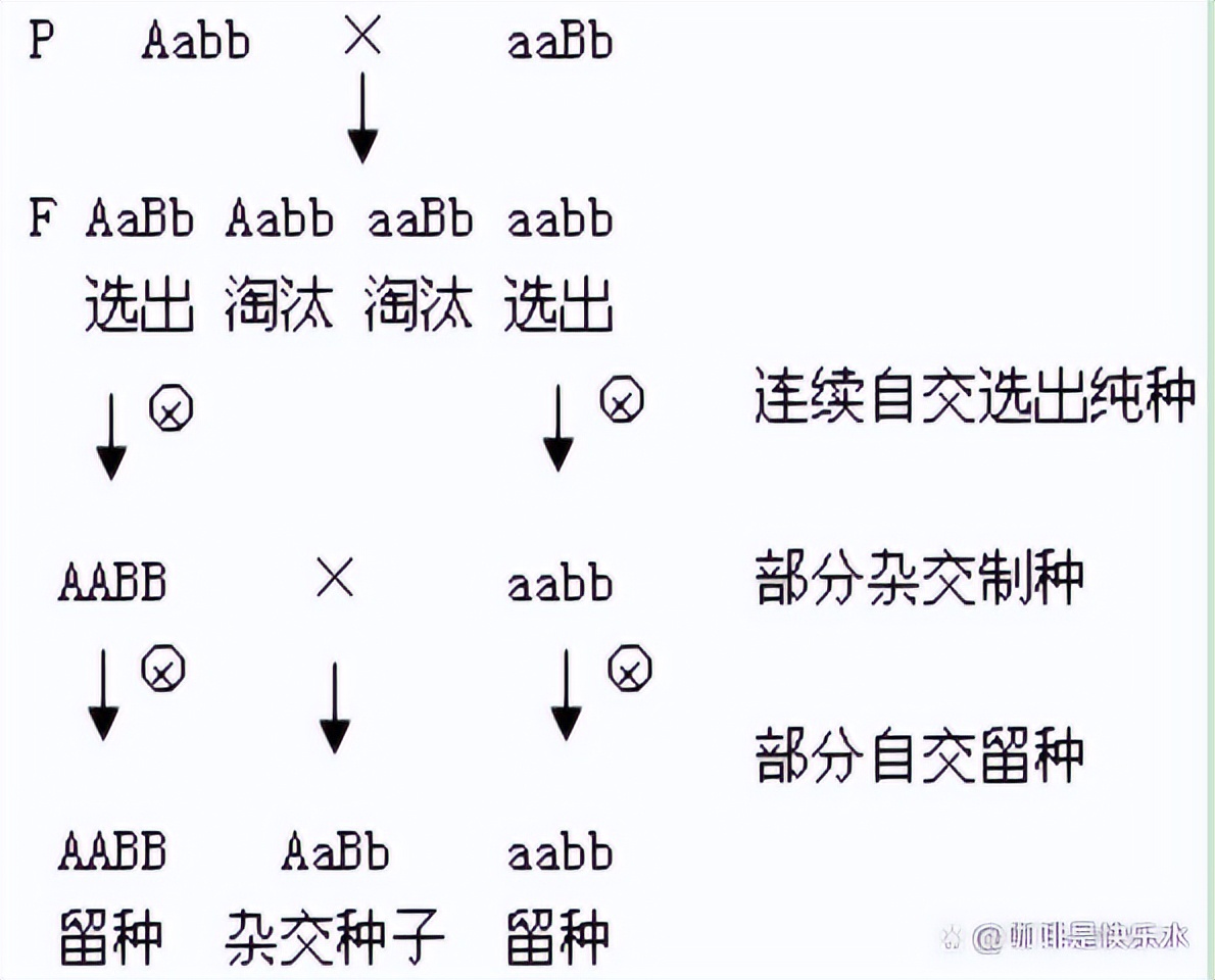高中生物变异和育种知识点,高中生物变异育种进化思维导图
