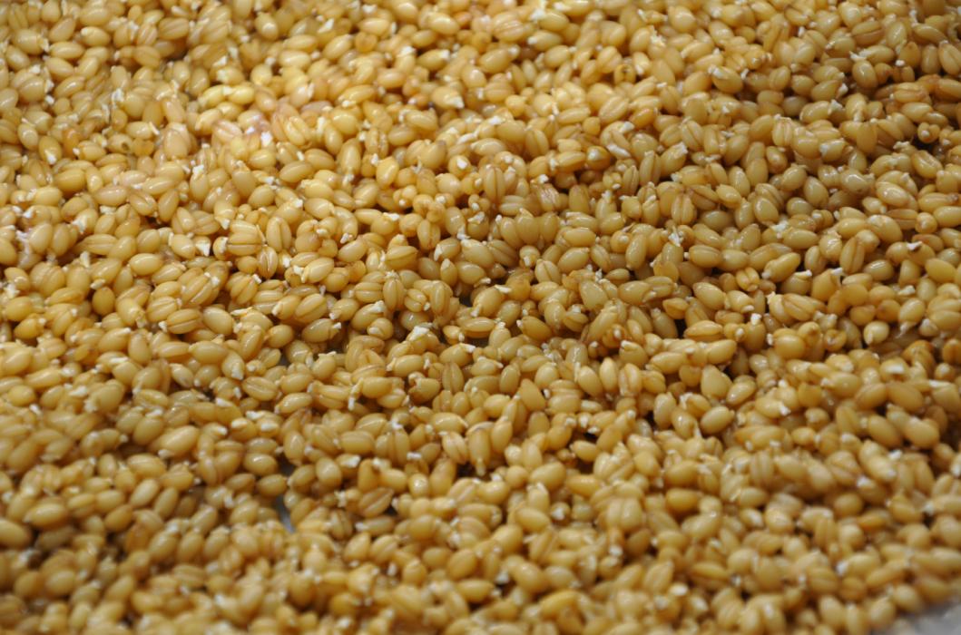 水培工厂水培牧草详细视频教程,芽菜水培的种植教程