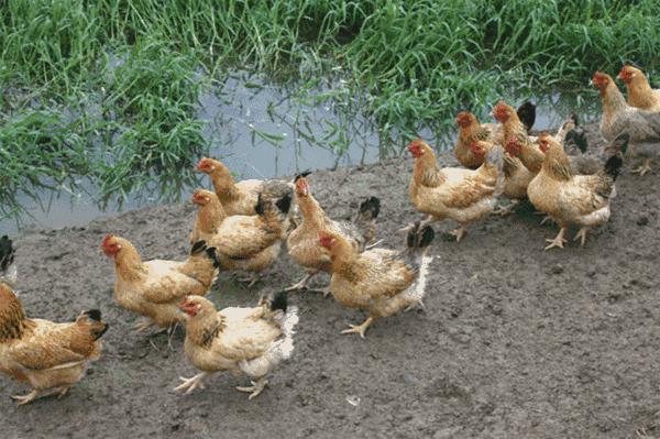 中国人比白人矮，连日本都不如？已经2022年了，别再被谣言*脑洗**