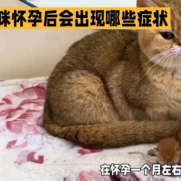 猫咪怀孕有哪几种症状,猫咪怀孕有些什么症状表现