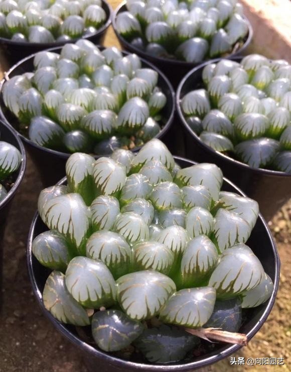 玉露晒黑,玉露不浇水也徒长怎么回事