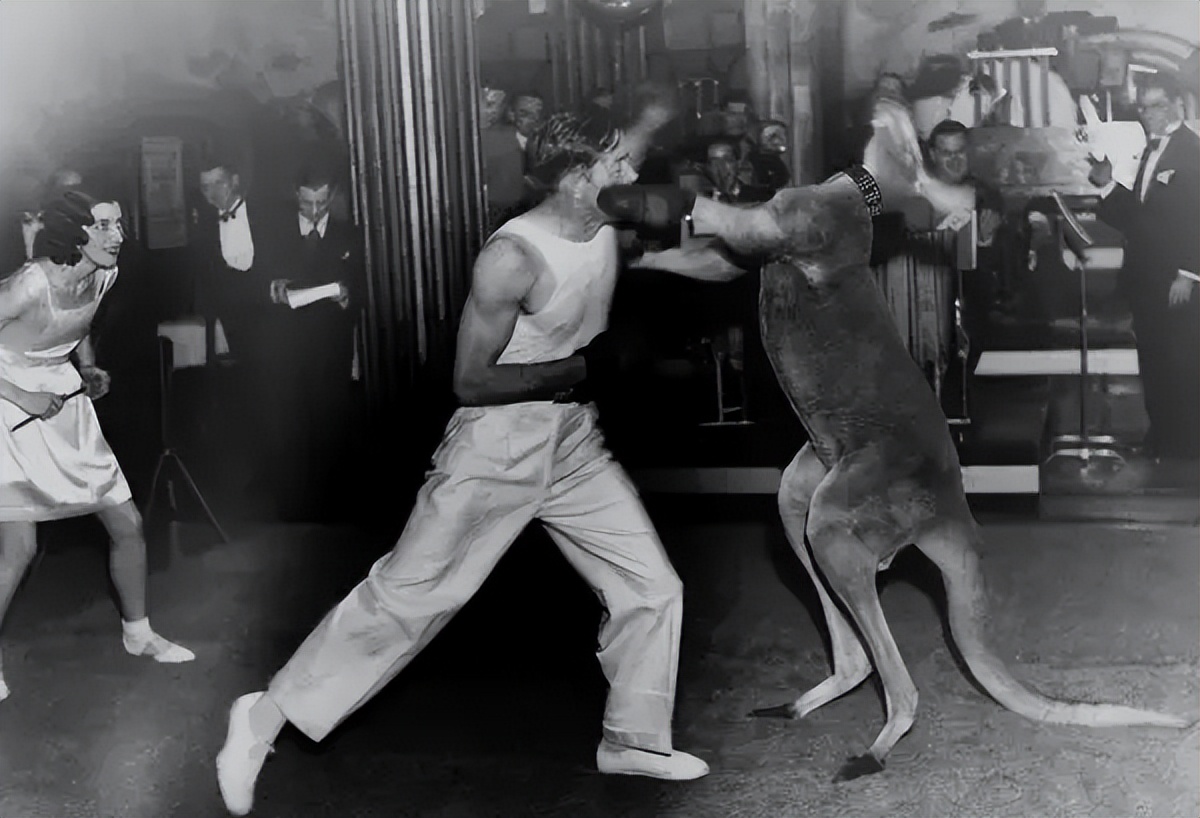 袋鼠和獒犬打架,袋鼠大战德国獒犬