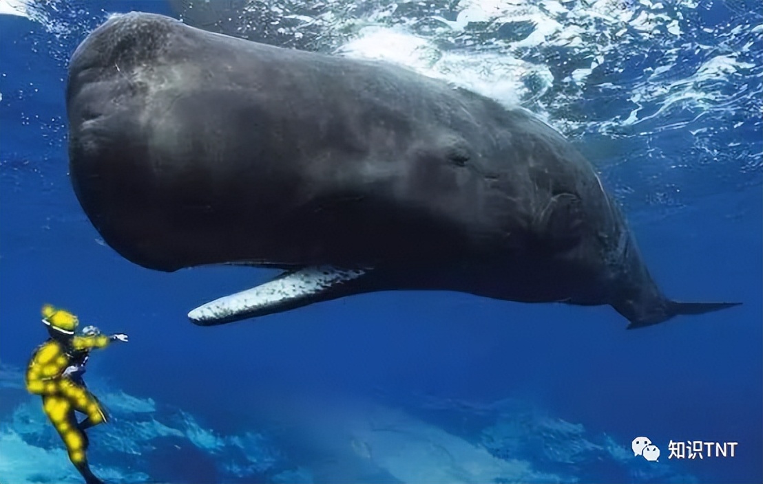 喘气一分钟，续航两小时，人类鲸鱼海龟，谁才是憋气冠军？