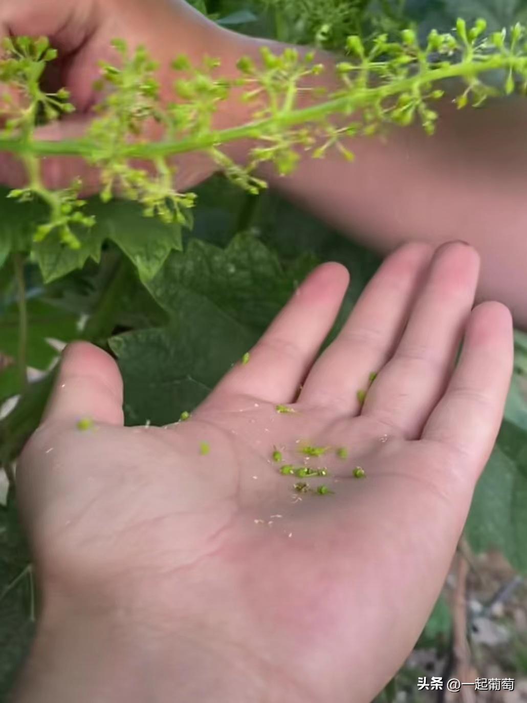 隔壁老王种植技术视频,隔壁老王种的花