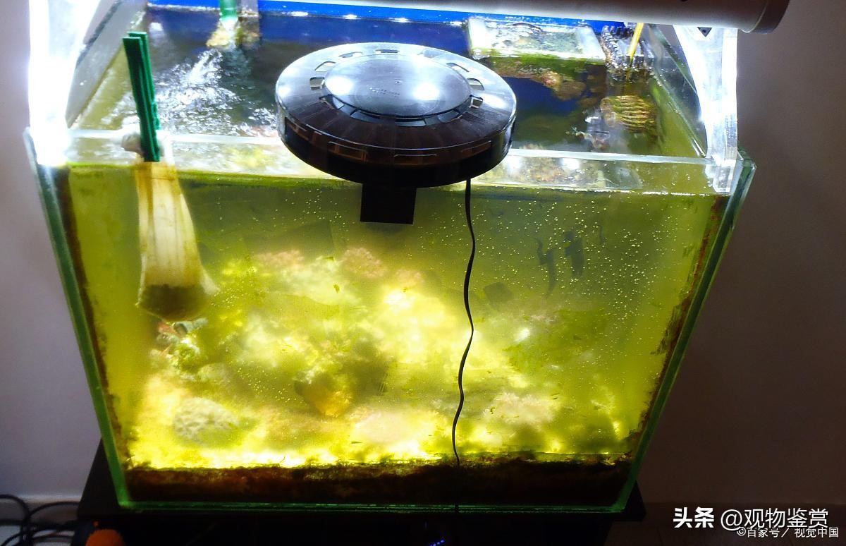乌龟缸有味道是正常的吗,乌龟缸有臭味但水看起来又清澈