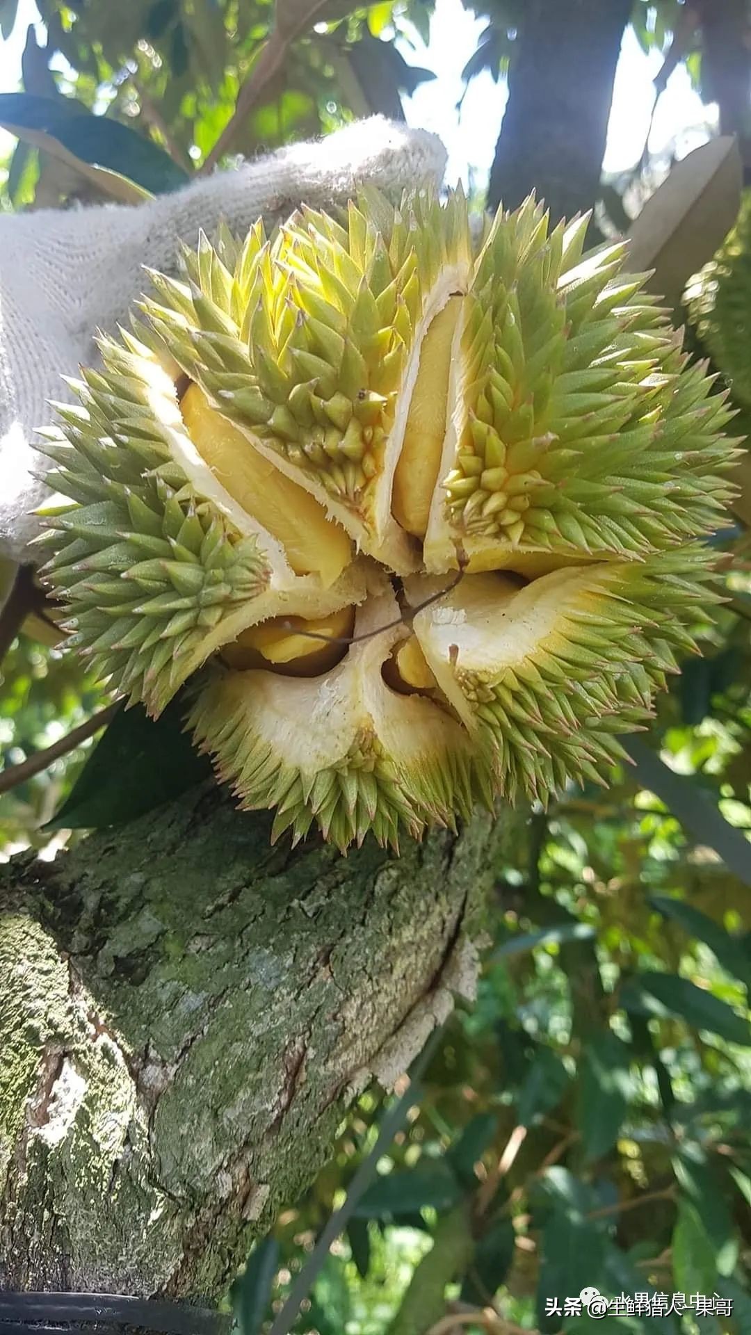 越南当地猫山王榴莲多少钱一斤,越南榴莲知识