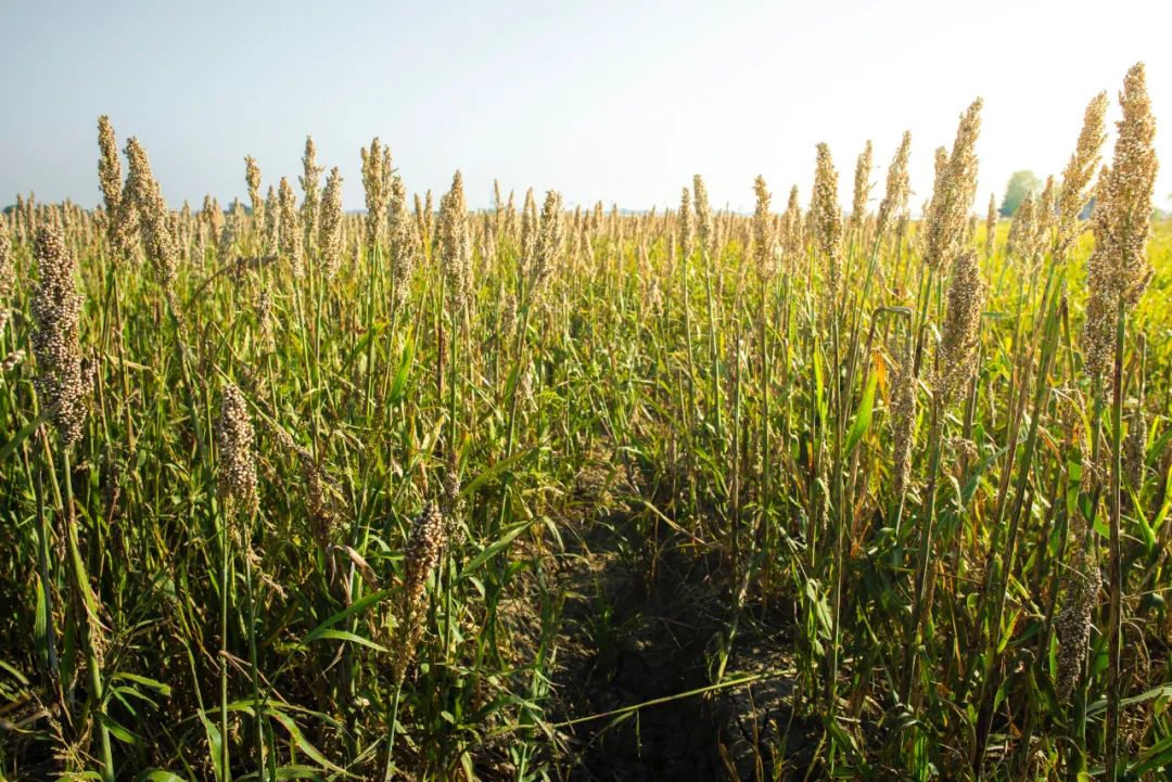 谷子的真实传说,谷子的起源与分类史研究