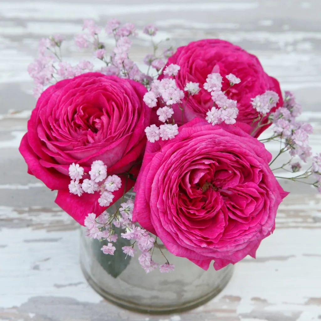 比较鲜又好养的月季品种,最值得养的大花浓香月季品种