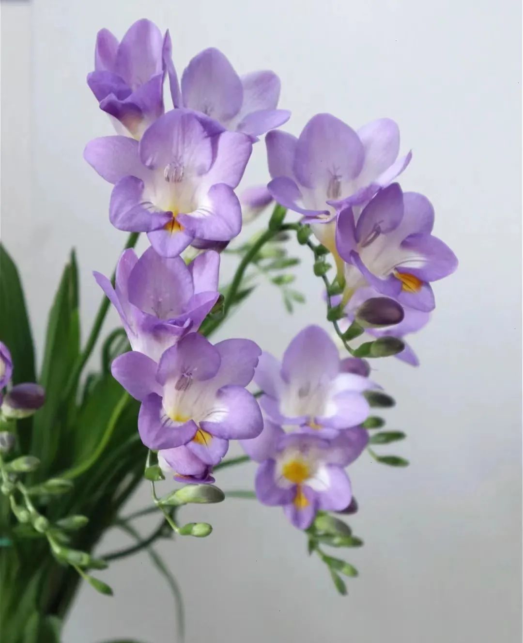 30款经典蓝紫色开花植物!别拉我,就让我坠入这梦幻的漩涡