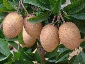 100多种罕见水果欣赏,100种罕见水果名字