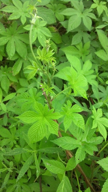 花园要打理得好先除杂草,春天草坪长杂草这样做除草更简单