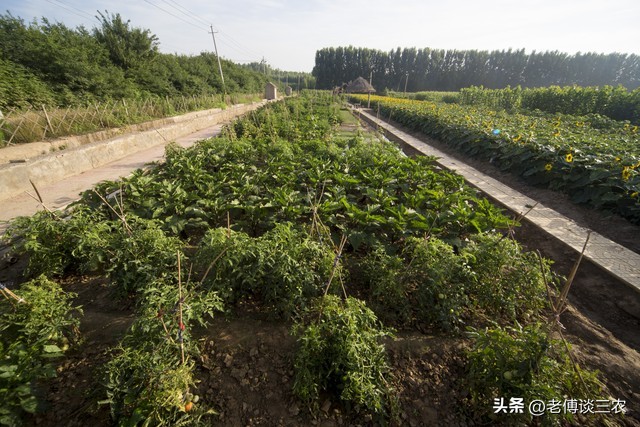 在上海租“共享菜地”种菜，一亩地10000元租金，贵吗？