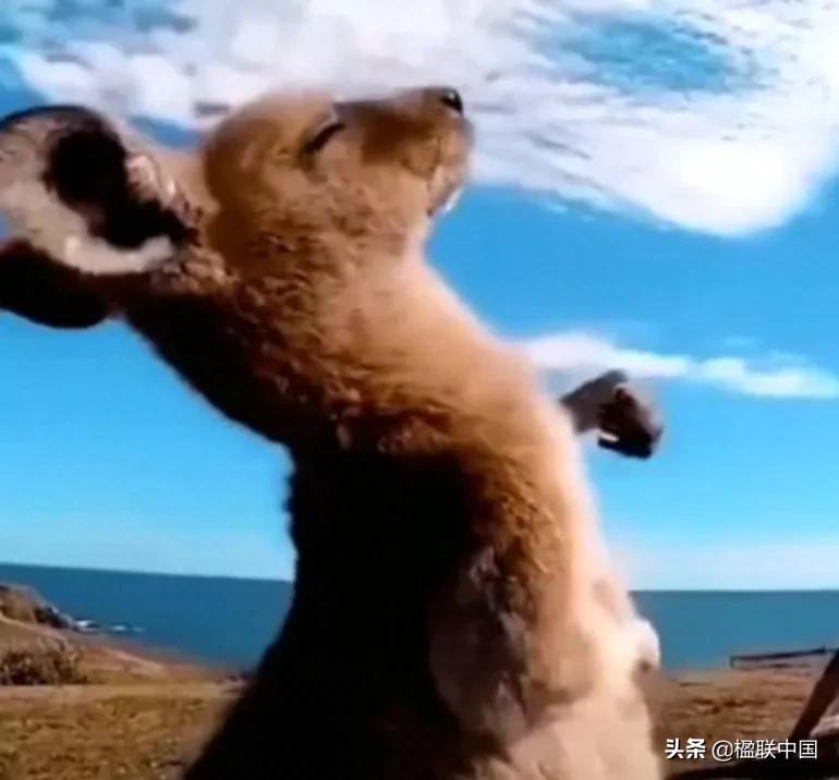 咏袋鼠诗点评——陇诗月旦辛丑小寒篇