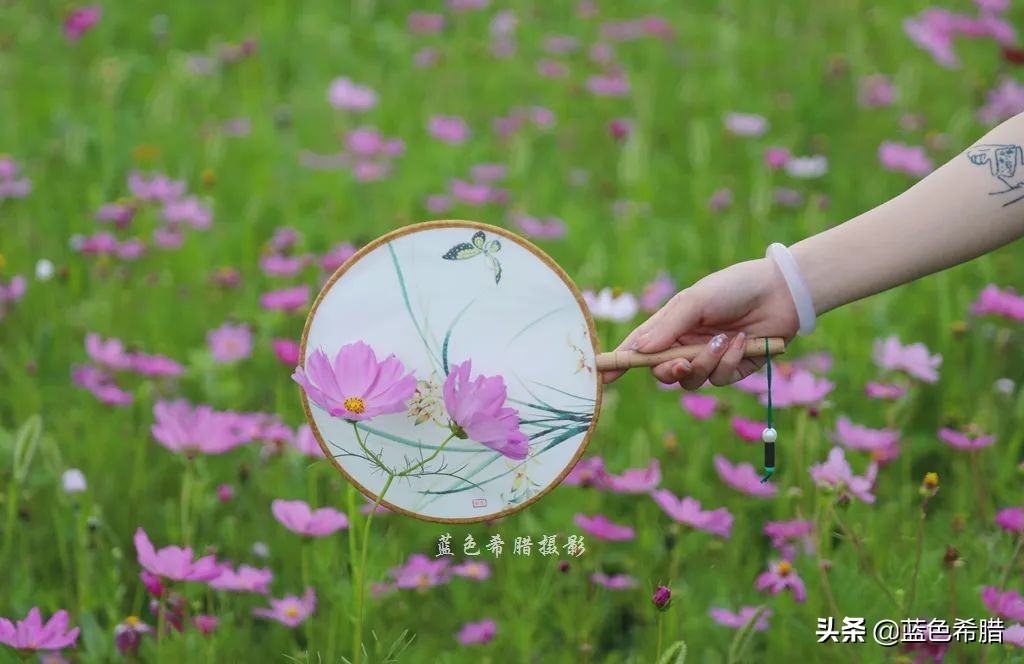 摄影波斯菊花海,上虞城南江上花海