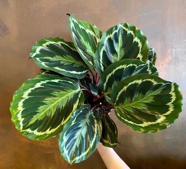 盆栽孔雀竹芋怎么养,孔雀竹芋盆栽怎么养