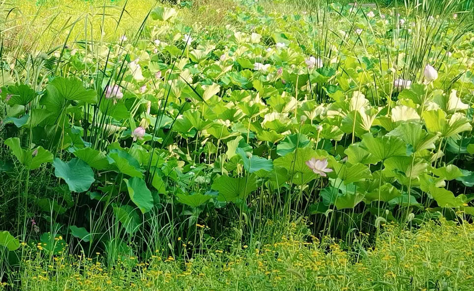 赏荷花北京攻略,映日荷花别样红夏天赏荷正当时