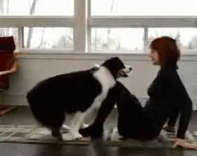 新手养狗适合养哪种小型犬,新手养狗适合养的小型犬