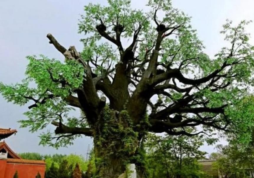 华夏子孙的3个印记：门牙、褶子和脚趾，与生俱来且无法抹去