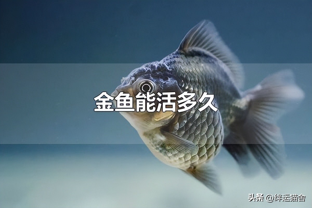 金鱼寿命最长是哪个品种,现在的金鱼有多大