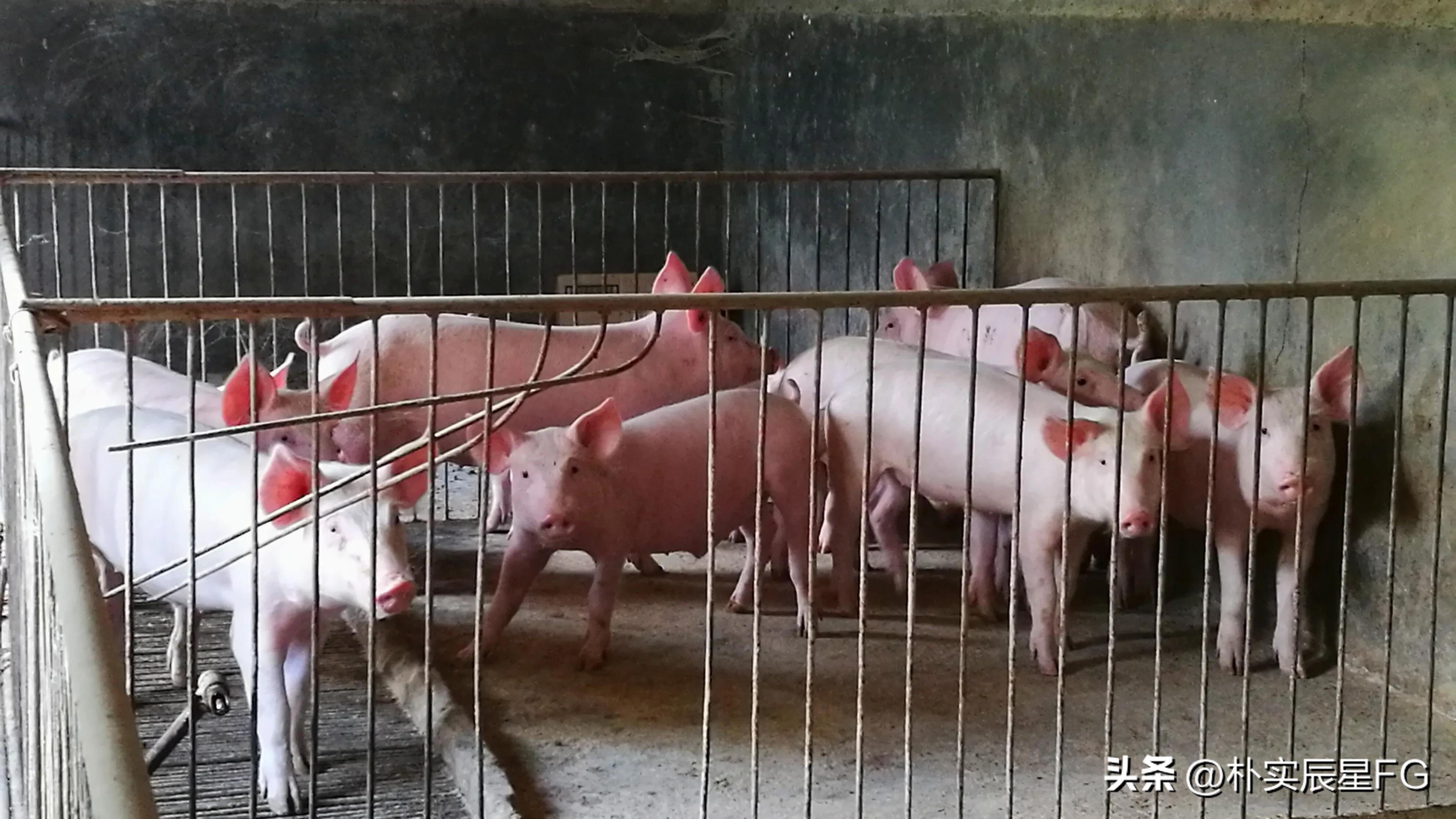 农村养猪现状与存在的问题,农村养猪行业的环境现状及展望