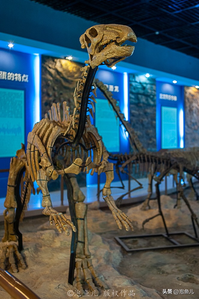 湖北大山发现30万枚恐龙蛋！村民竟拿去垒猪圈，这也太魔幻了吧