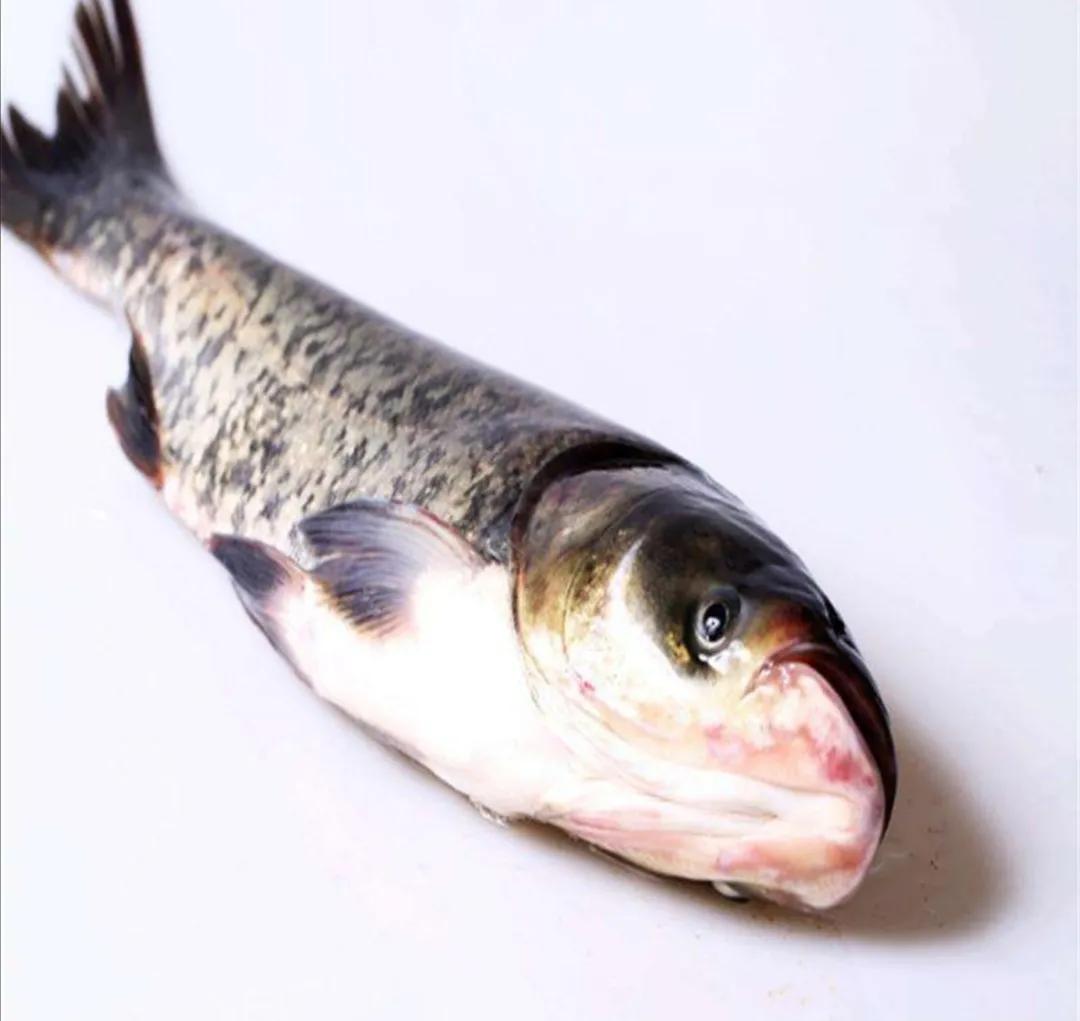 杀鱼很残忍怎么办,一招学会杀各种鱼方法