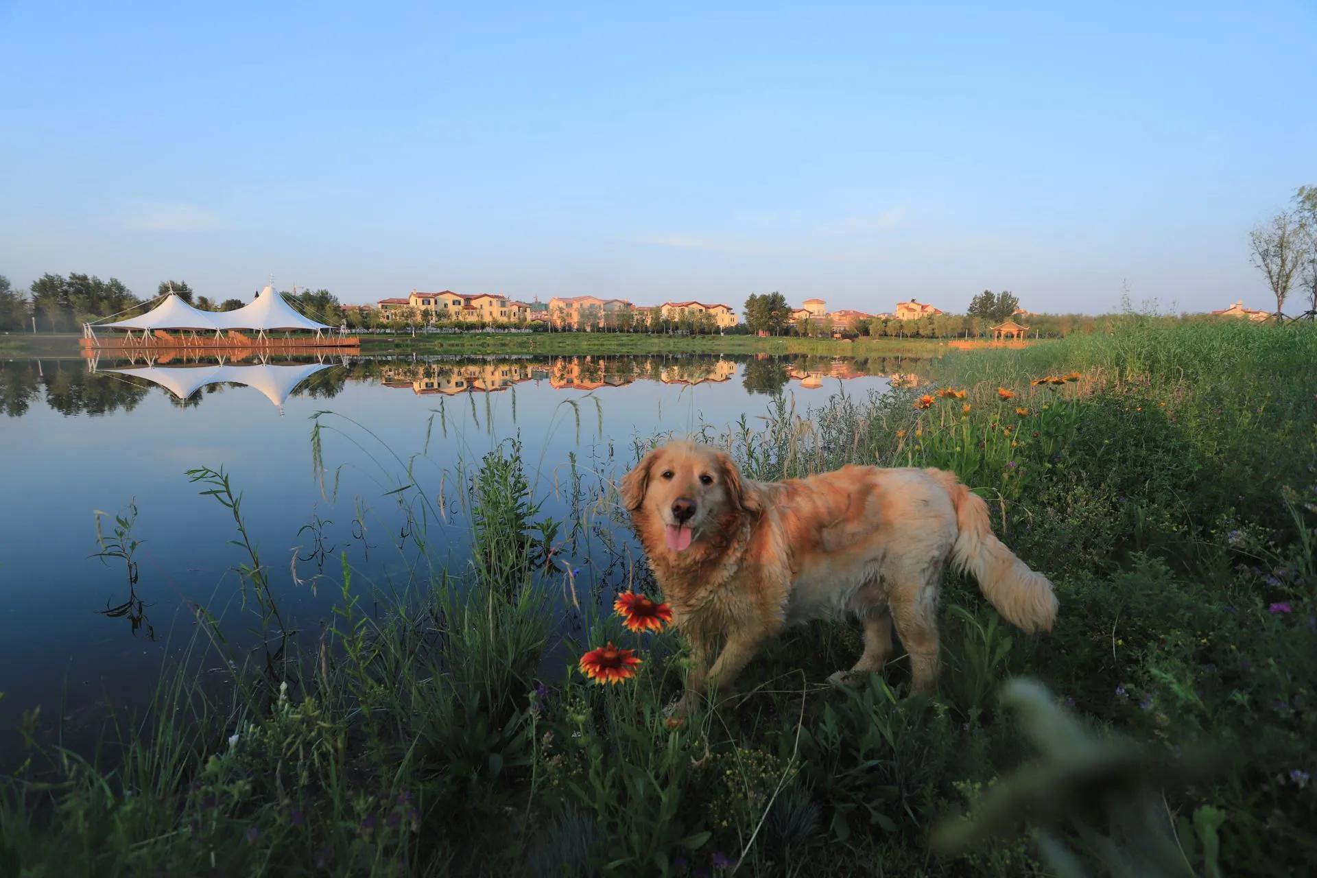 我的毛毛-写给12年相濡以沫的金毛