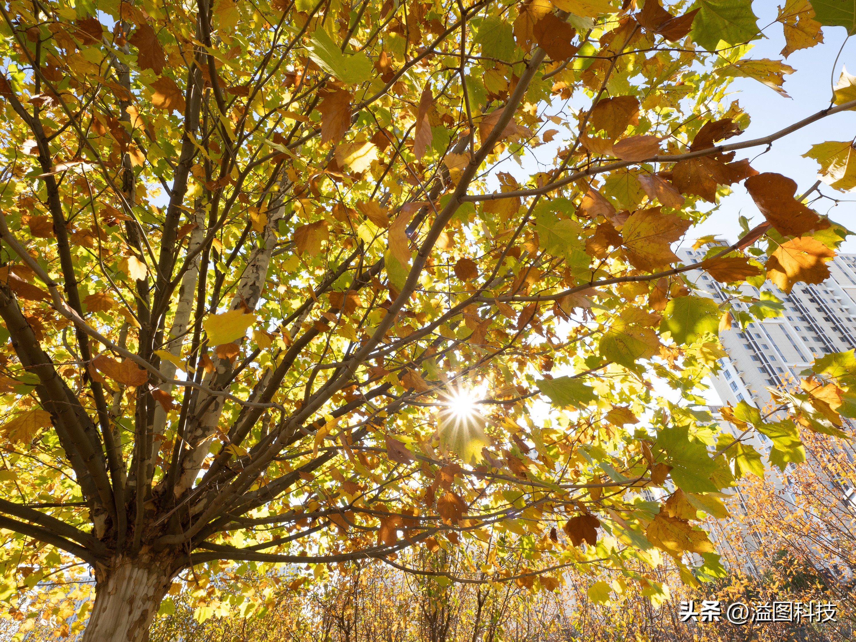 推介一款干活用的微单,新出的入门微单