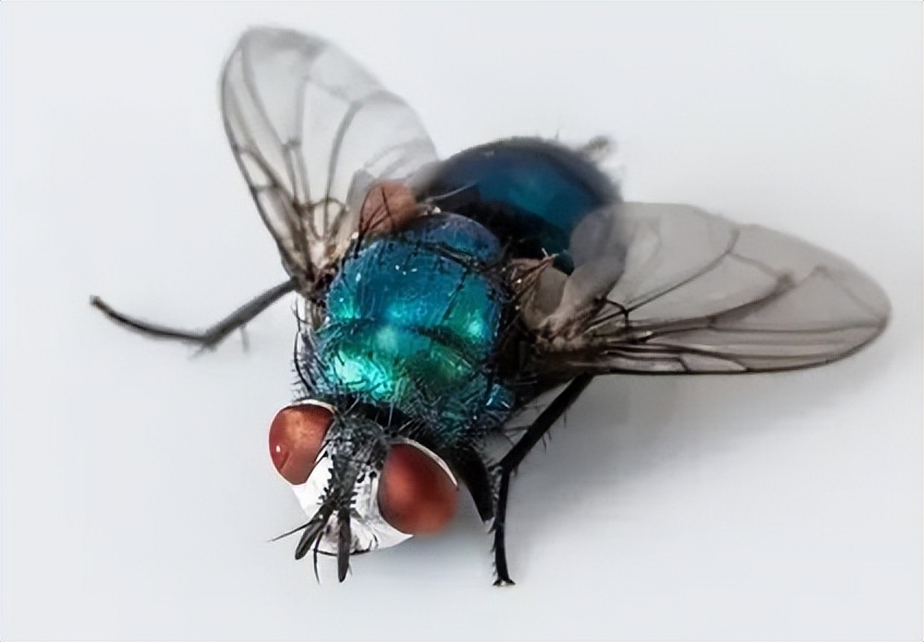 连云港苍蝇种类,苍蝇种类像蚊子