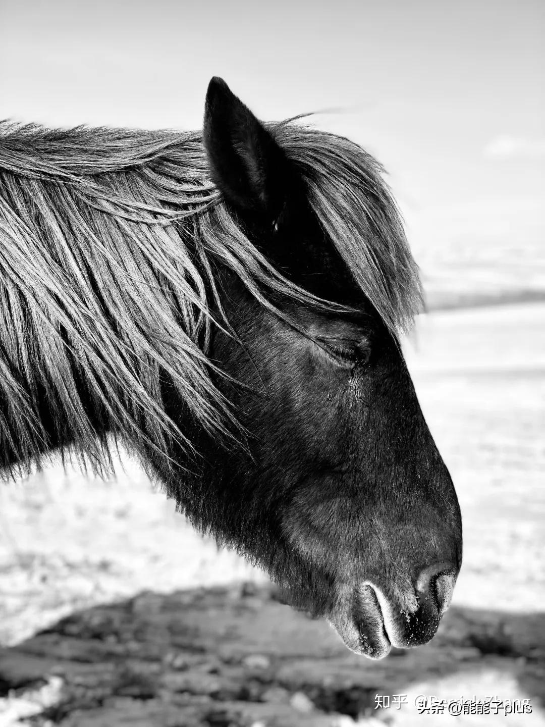 iphone12相机美颜怎么开,iphonex相机最佳设置