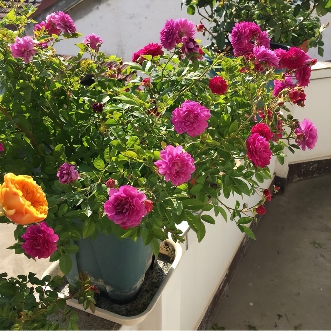 怀孕后卧室里不可以养绿植,哪些花草孕妇不能养在家里面