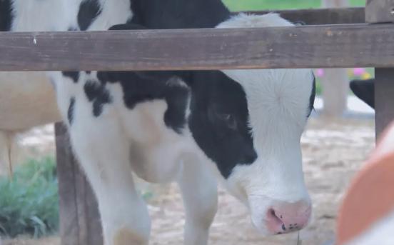 郑州赏花游玩推荐景点,郑州踏青旅游攻略