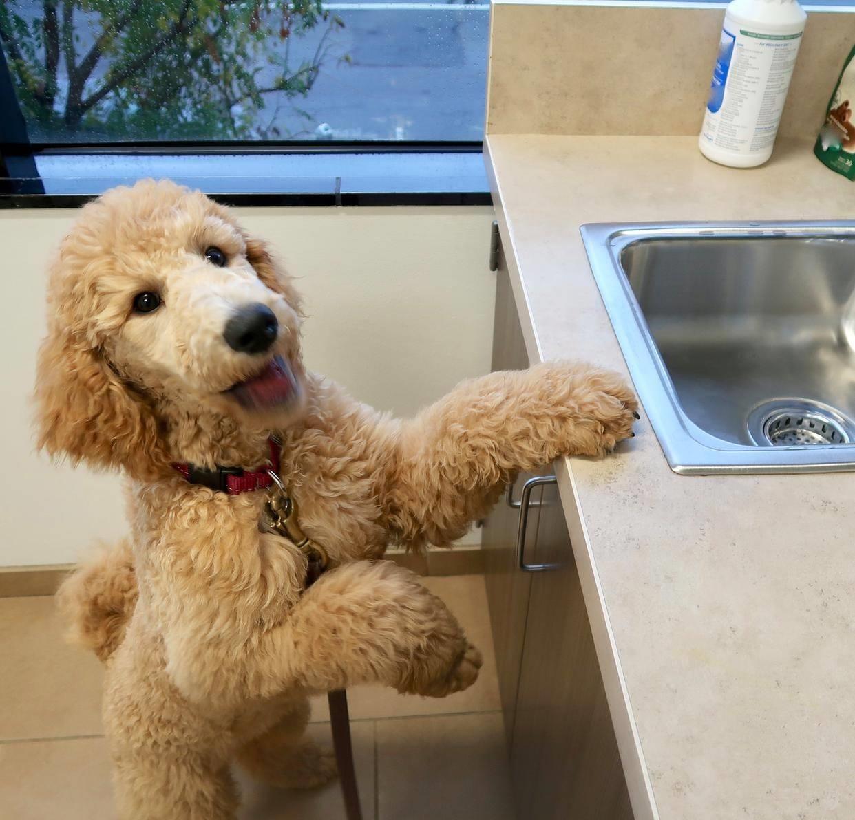 泰迪牙齿都坏了太臭了怎么办,泰迪牙齿黄很臭怎么办