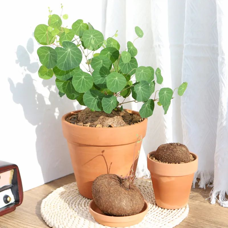 最好养的爬藤类绿植,室内爬藤绿植什么最好养