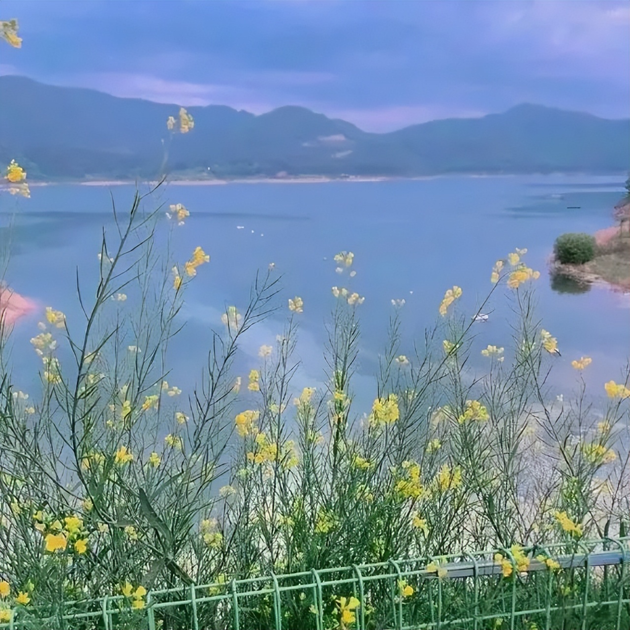 文案背景图|爱意东升西落浪漫至死不渝