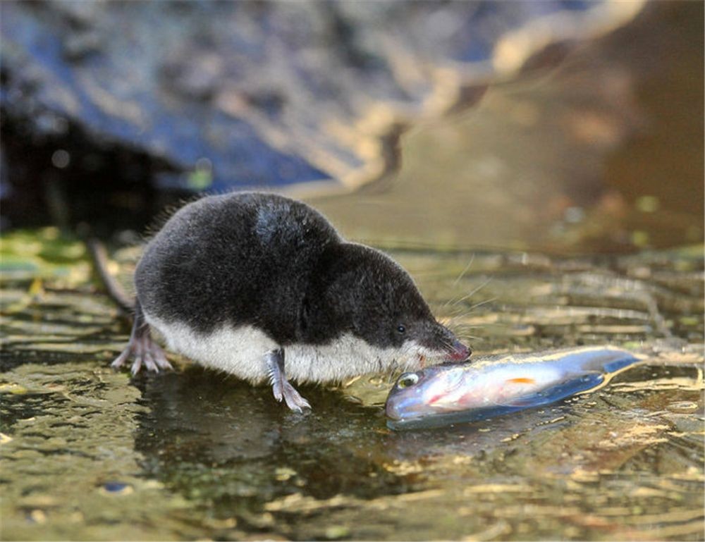 内蒙古出现“尖嘴鼠”，每分钟心脏能跳1200下，哺乳界的用毒高手