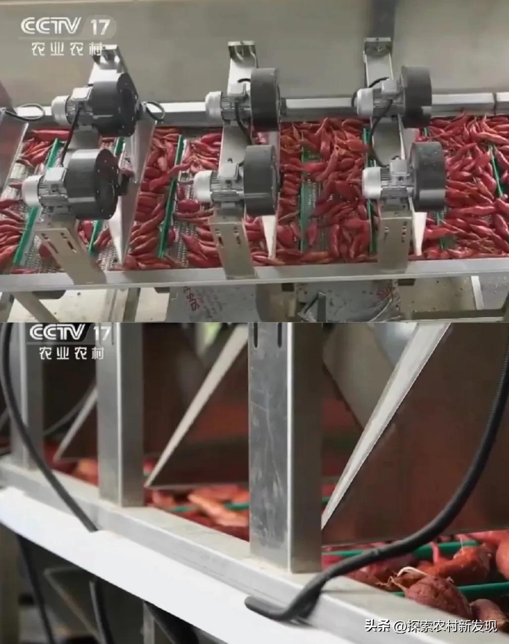 农村种植致富方法视频,红薯高产种植设备