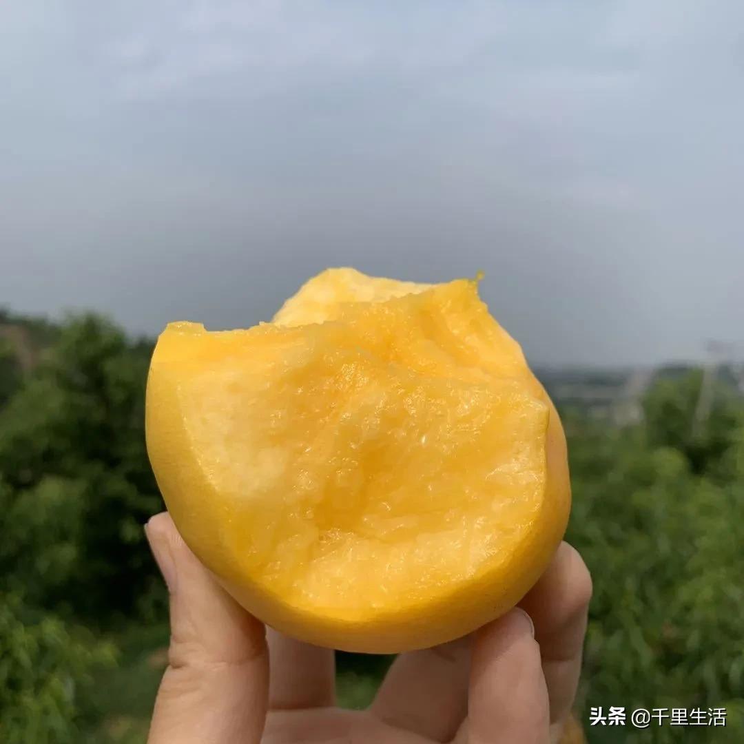 桃子熟了山东蒙阴黄桃,蒙阴蜜桃中国三大名桃