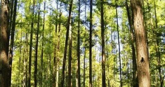 曹县到底有什么魅力,曹县到底是个什么地方