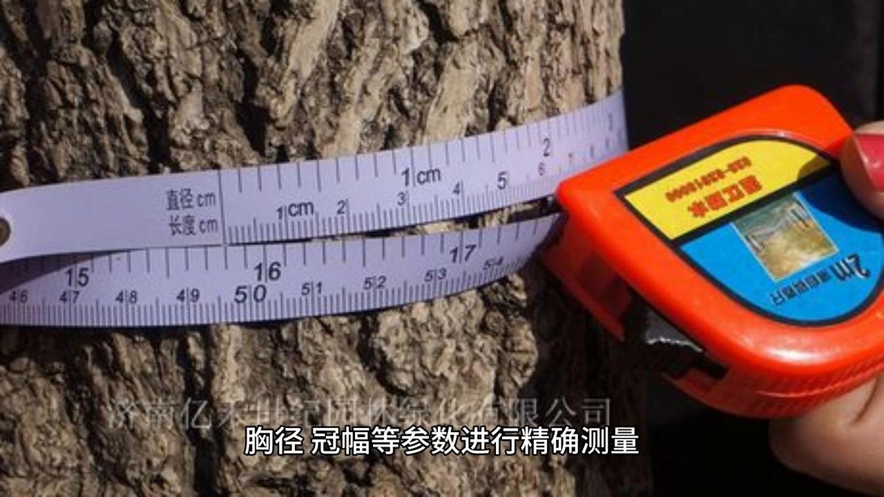 未来几年苗木前景怎样,未来十年苗圃什么苗最有前景