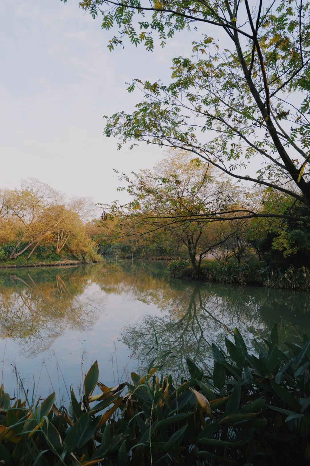 春天的潺潺溪水,春天的顶流