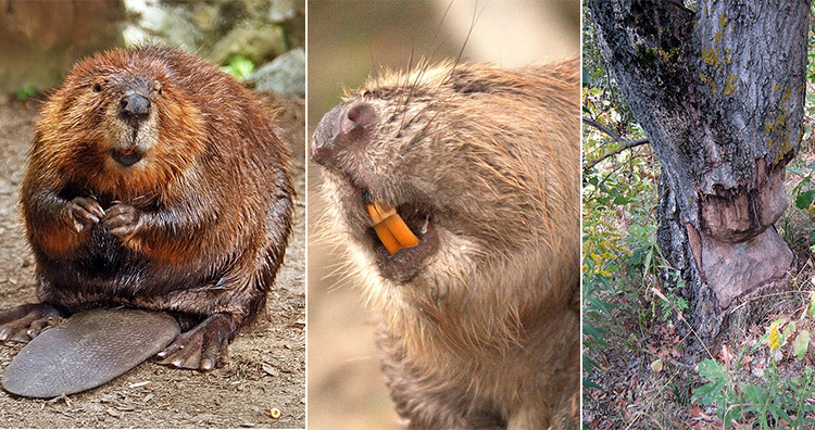 100个怪异动物现象,摩登大自然十大怪异动物