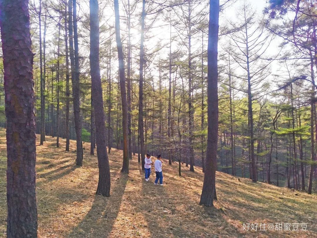 东北妈妈有多强大,东北妈妈有多好