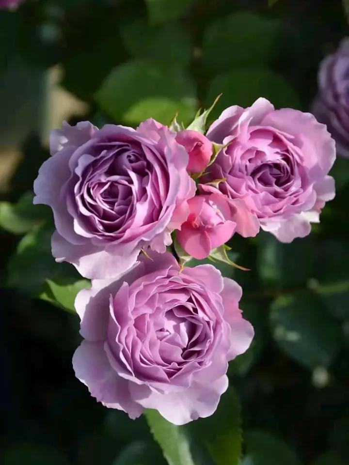 常见切花月季一览（45）