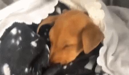 小狗狗被丢弃,狗狗被遗弃后引来众多狗疯狂报复